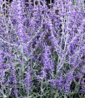 Perovskia atriplicifolia 'Little Spire'